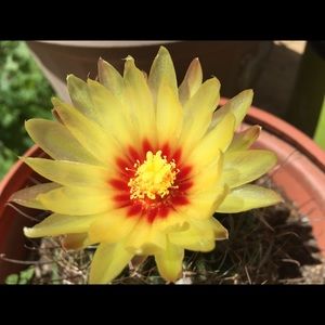 Meet your shopper,gardener, cook, sporty  mom